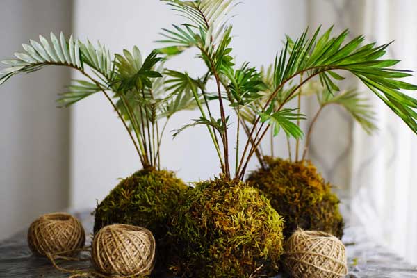 Image shows three palm sized moss balls on a table, each with fern like leaves sprouting off the top. Around the moss balls are three balls of twine.