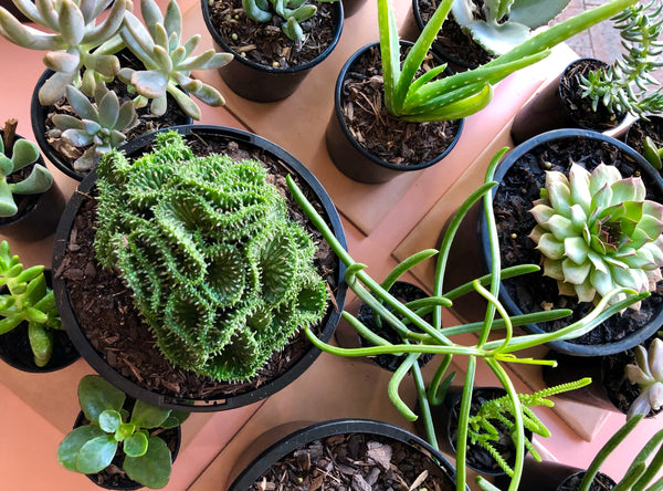 TOP 3 TIPS FOR SUCCULENT SUCCESS!