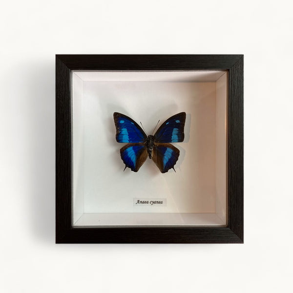 Bits & Bugs: Single Butterfly - Anaea cyanea black frame 14.5x14.5