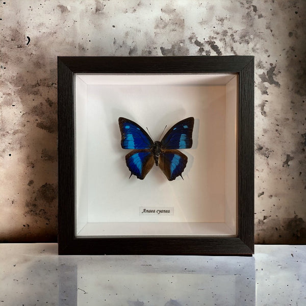 Bits & Bugs: Single Butterfly - Anaea cyanea black frame 14.5x14.5