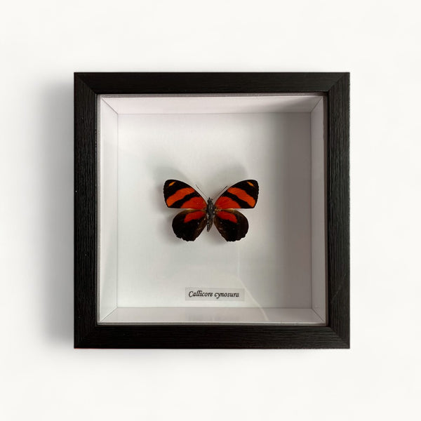 Bits & Bugs: Single Butterfly - Callicore cynosura Black frame 14.5x14.5  $84.95