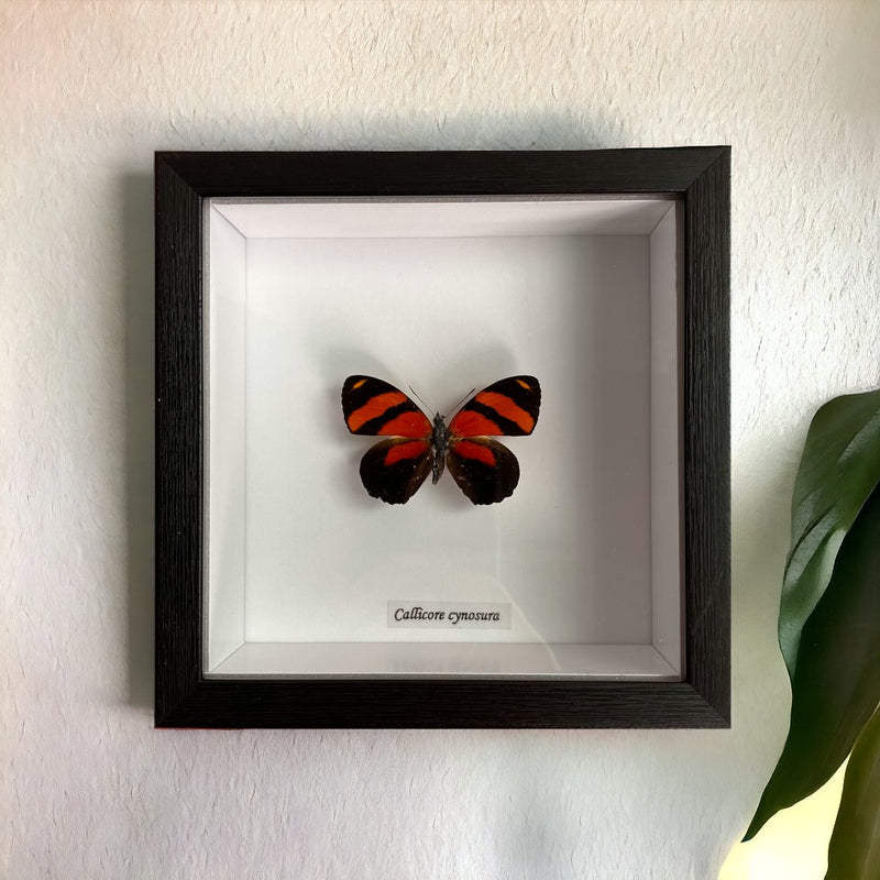 Bits & Bugs: Single Butterfly - Callicore cynosura Black frame 14.5x14.5  $84.95