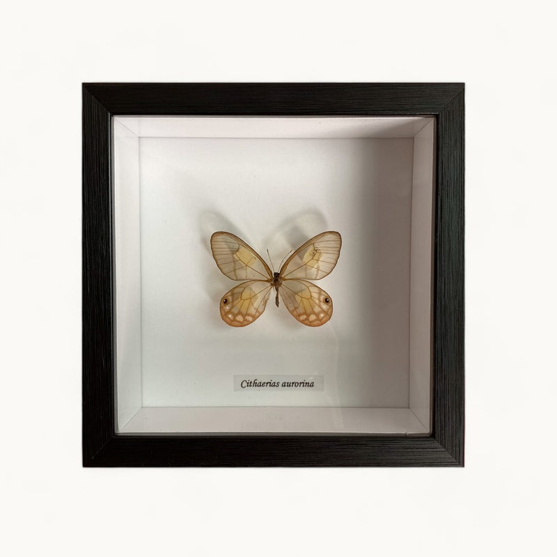 Bits & Bugs: Single Butterfly - Cithaeria aurorina in black frame 14.5x14.5