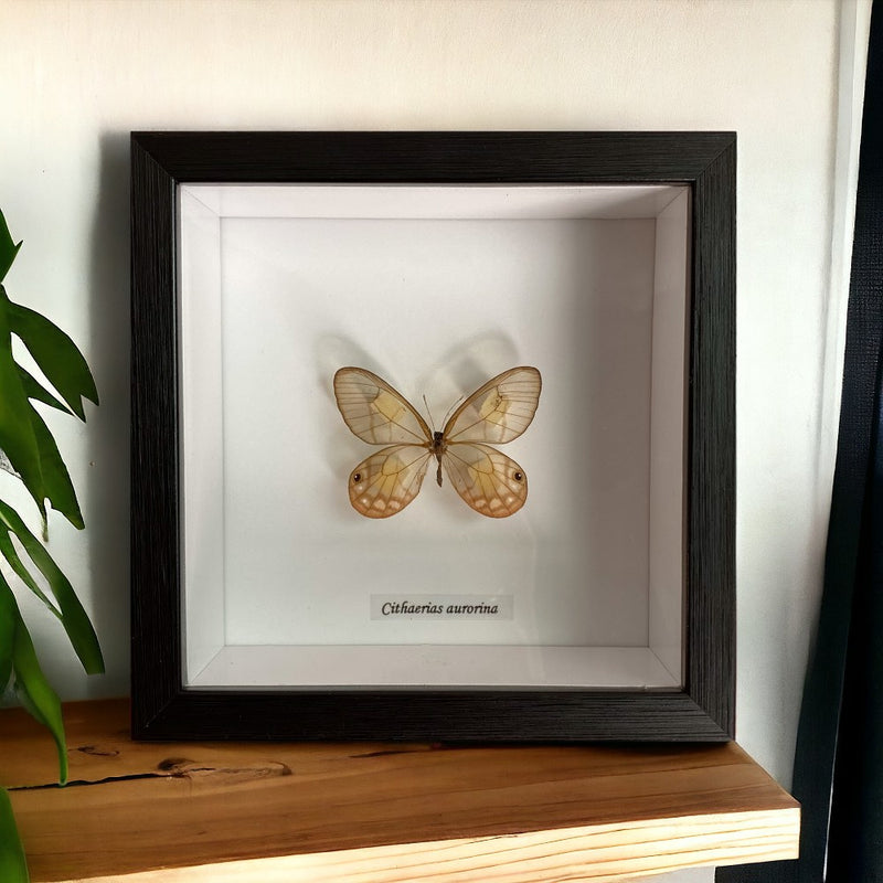 Bits & Bugs: Single Butterfly - Cithaeria aurorina in black frame 14.5x14.5