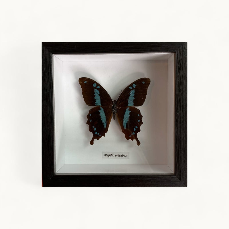 Bits & Bugs: Single Butterfly - Papilio phorcas in black frame 14.5x14.5