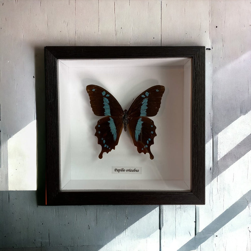 Bits & Bugs: Single Butterfly - Papilio phorcas in black frame 14.5x14.5