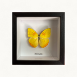 Bits & Bugs: Single Butterfly - Phoebis philea yellow b'fly 14.5 x14.5 black frame