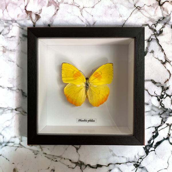 Bits & Bugs: Single Butterfly - Phoebis philea yellow b'fly 14.5 x14.5 black frame