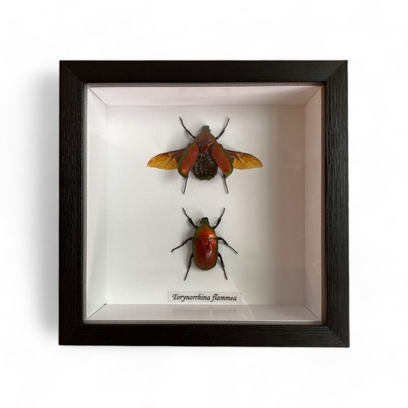 Bits & Bugs: Bug Set - Torynorrhina flammea (red) x2 14.5x14.5