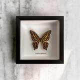 Bits & Bugs: Single Butterfly - Graphium agamemnon in black frame 14.5x14.5