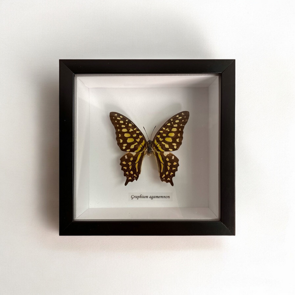 Bits & Bugs: Single Butterfly - Graphium agamemnon in black frame 14.5x14.5