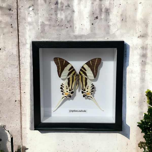 Bits & Bugs: Single Butterfly - Graphium androcles Black frame 16.5x16.5