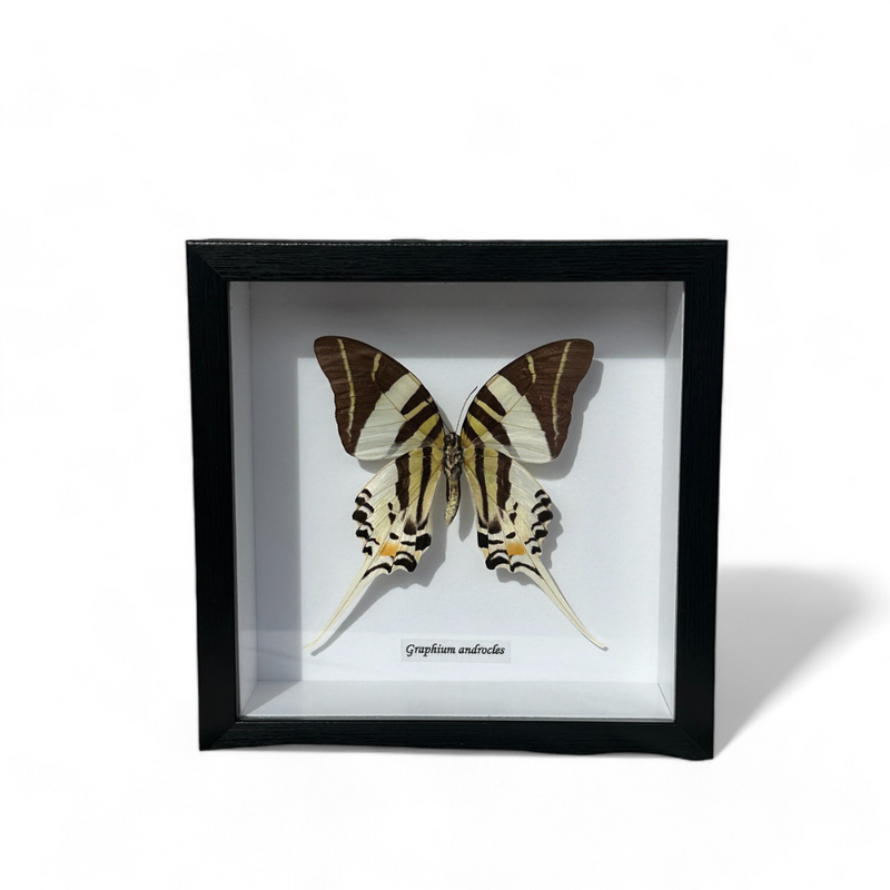 Bits & Bugs: Single Butterfly - Graphium androcles Black frame 16.5x16.5