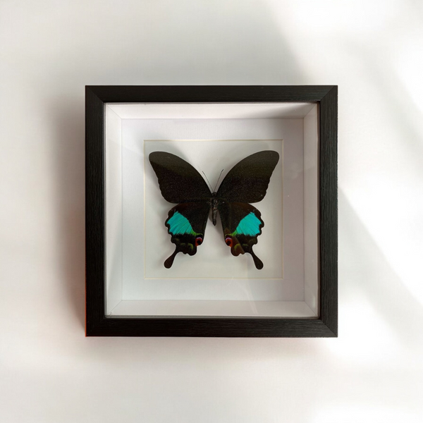 Bits & Bugs: Single Butterfly - Papilio karna matt with label in black frame 16.5x16.5