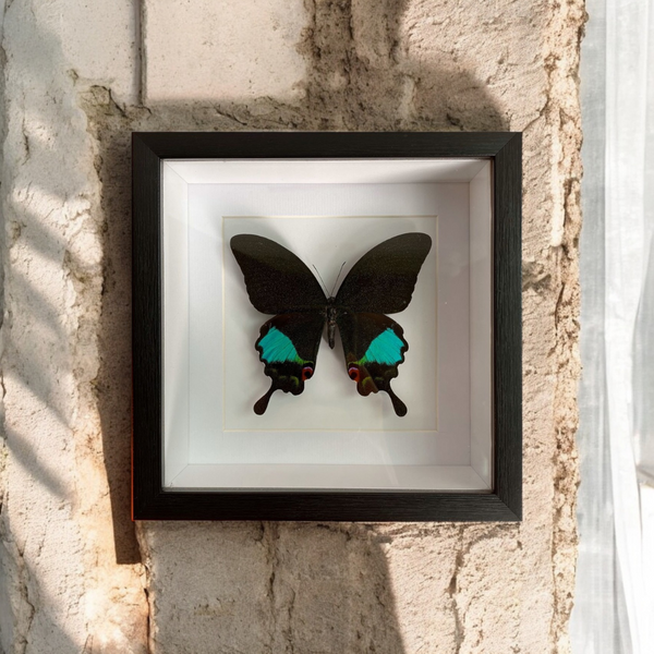 Bits & Bugs: Single Butterfly - Papilio karna matt with label in black frame 16.5x16.5