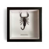 Bits & Bugs: Single Bug - Single medium Chernesonesometrus fulvipes scorpion black frame 16.5x16.5