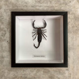 Bits & Bugs: Single Bug - Single medium Chernesonesometrus fulvipes scorpion black frame 16.5x16.5