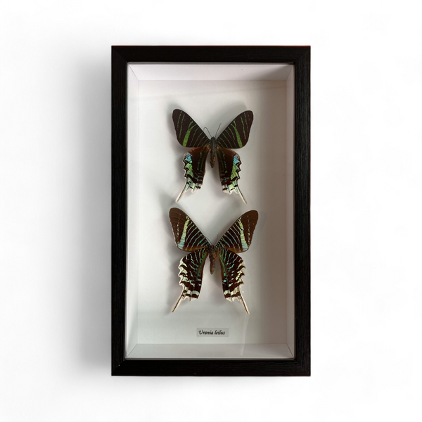 Bits & Bugs: Butterfly Set - Urania leilus viso verso frame 28.5x15.5