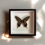 Bits & Bugs: Single Butterfly - Papilio antenor label back white matt black frame 20x20