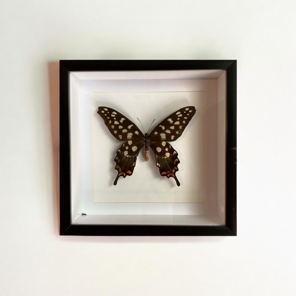 Bits & Bugs: Single Butterfly - Papilio antenor label back white matt black frame 20x20