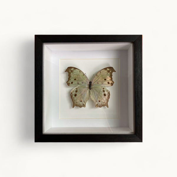 Bits & Bugs: Single Butterfly - Salamis parhassus 16.5 x 16.5 x D5cm