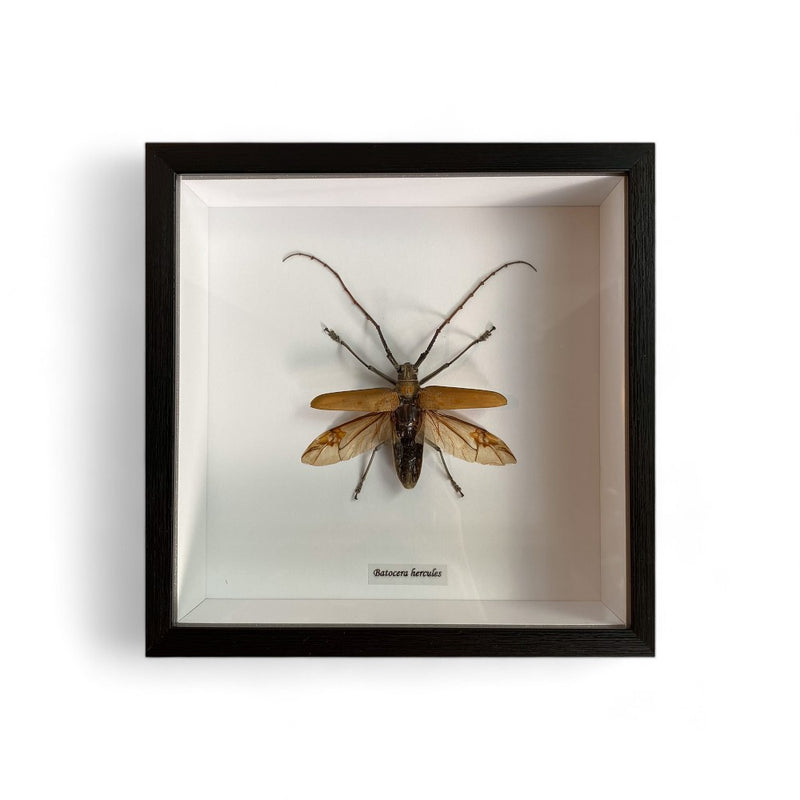 Bits & Bugs: Single Bug - Batocera hercules in white matt black frame 21.5x24.5