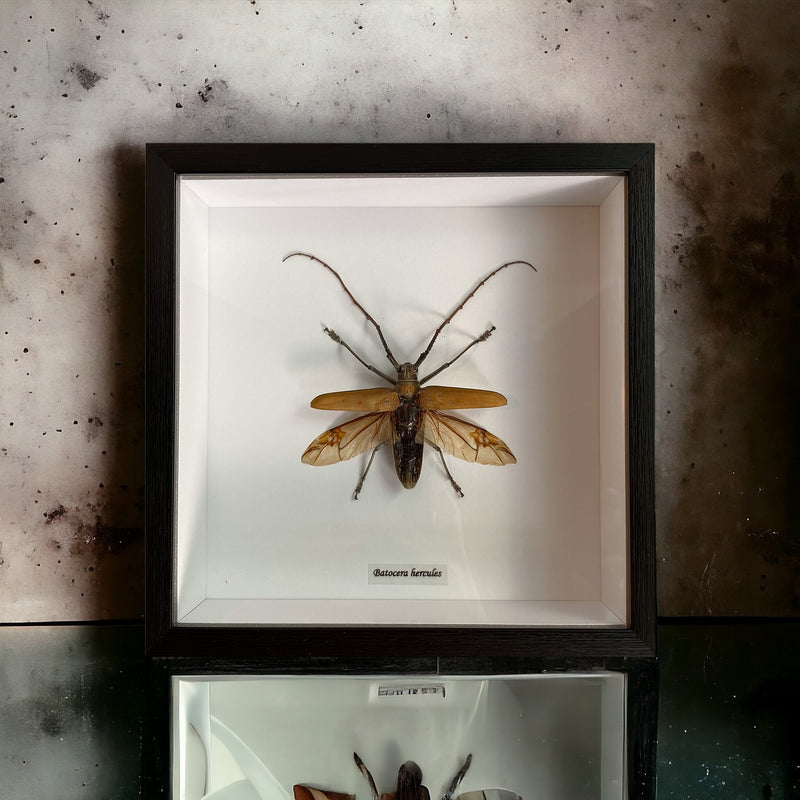 Bits & Bugs: Single Bug - Batocera hercules in white matt black frame 21.5x24.5