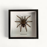 Bits & Bugs: Single Bug - Acanthoscurria juruenicola black frame 20x20