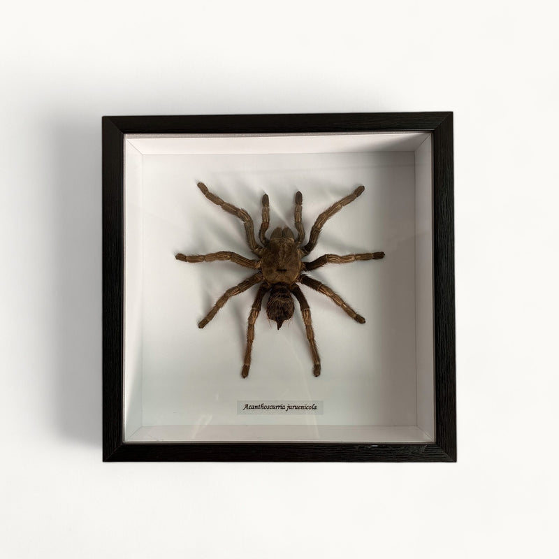 Bits & Bugs: Single Bug - Acanthoscurria juruenicola black frame 20x20