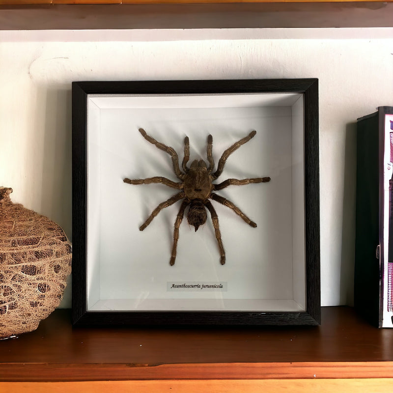 Bits & Bugs: Single Bug - Acanthoscurria juruenicola black frame 20x20