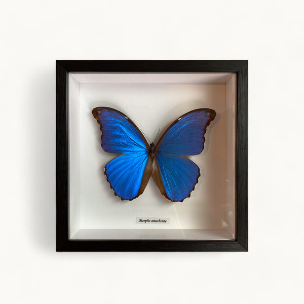 Bits & Bugs: Single Butterfly - Morpho amathonte black frame 20x20