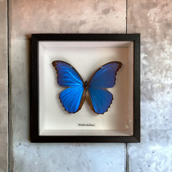 Bits & Bugs: Single Butterfly - Morpho amathonte black frame 20x20