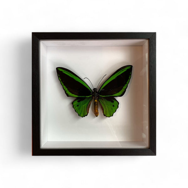 Bits & Bugs: Ornithoptera priamus poseidon male 20X20 label black