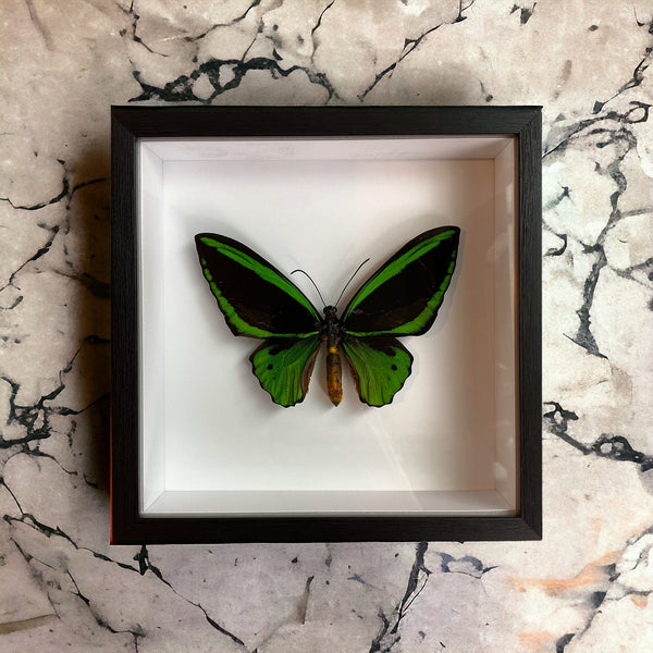 Bits & Bugs: Ornithoptera priamus poseidon male 20X20 label black