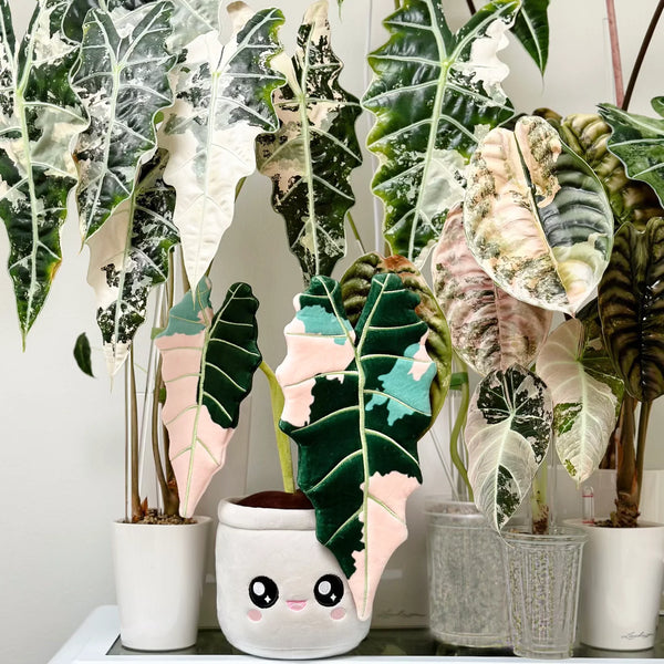 Blushiez: Variegated Alocasia Amazonica Plushie