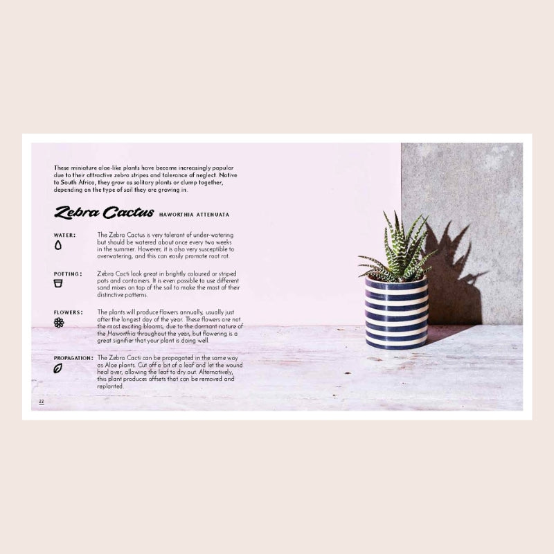 Book: The Little Book Of Cacti And Other Succulents - Emma Sibley